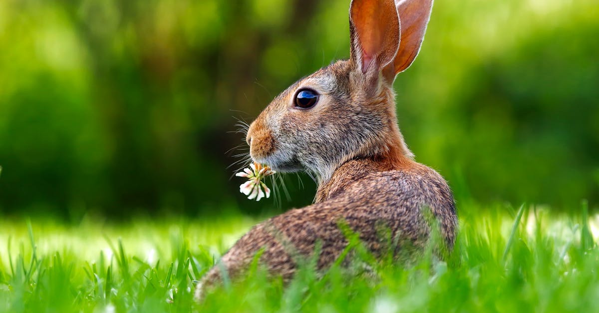 découvrez tout sur le lapin : caractéristiques, mode de vie, alimentation et conseils pour en prendre soin à la maison ou dans la nature.