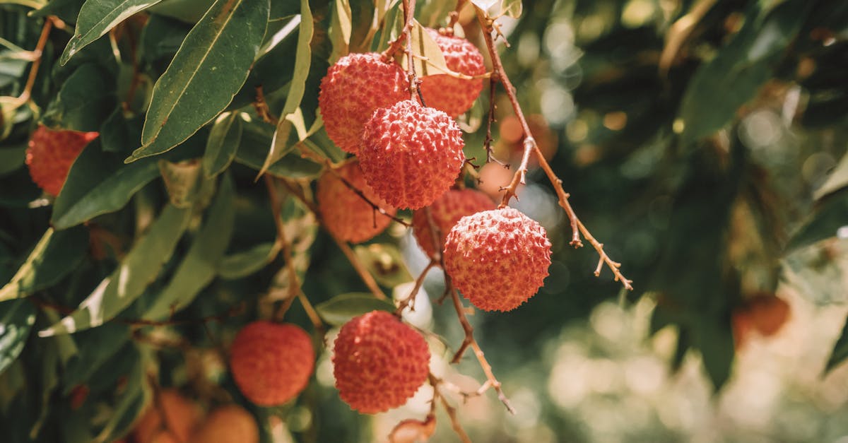 découvrez le monde fascinant des aliments comestibles : conseils, recettes et informations pour profiter en toute sécurité d'ingrédients naturels et délicieux.