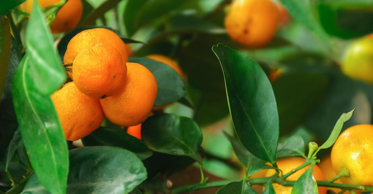 découvrez tout ce qu’il faut savoir sur le lubrifiant comestible : usages, bienfaits, choix, sécurité et conseils pour une expérience agréable et gourmande.